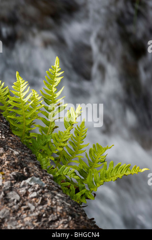 Gemeinsamen Maisöl (Polypodium Vulgare) Stockfoto