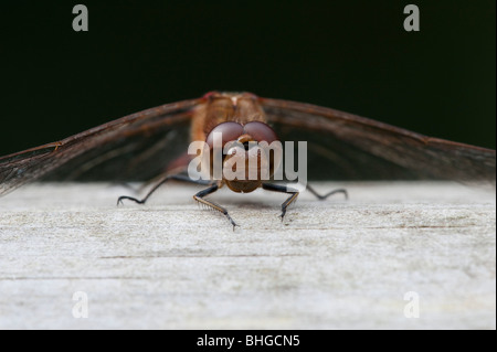 Gemeinsamen Darter (Sympetrum Striolatum), Weiblich, Kopf zu sehen Stockfoto