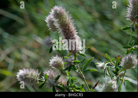 Hares-Fuß-Klee (Trifolium Arvense) Stockfoto