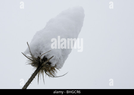 Schneebedeckte Leiter der wilden Karde (Dipsacus Fullonum) in den Rande neben einer Landstrasse. Stockfoto