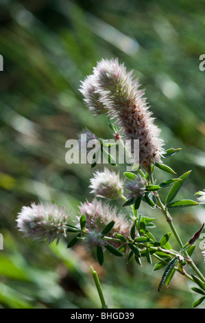 Hares-Fuß-Klee (Trifolium Arvense) Stockfoto