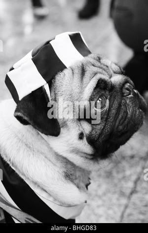 Französische Bulldogge gekleidet in Gefangenen Uniform Karneval in Spanien Stockfoto