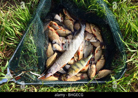 Fang von Fischen im Setzkescher liegen auf dem Rasen Stockfoto