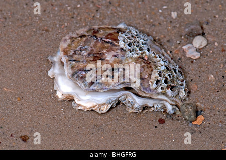 Gemeinsamen Oyster, europäischen flache Auster (Ostrea Edulis), flache Auster, Muscheln am Strandsand. Stockfoto