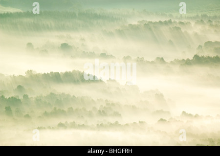 Inversion Nebel am frühen Morgen liegen über Wald in der Dee-Tal in der Nähe von Banchory, Schottland. Stockfoto