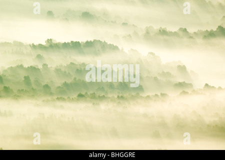 Inversion Nebel am frühen Morgen liegen über Wald in der Dee-Tal in der Nähe von Banchory, Schottland. Stockfoto