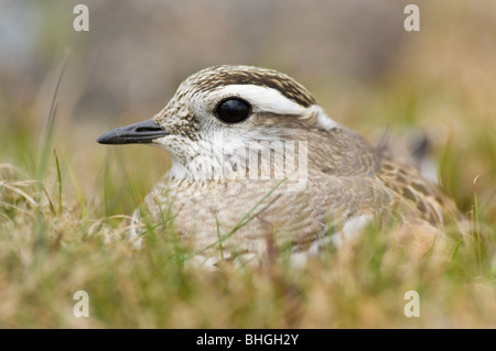 Mornell (Charadrius Morinellus), männliche sitzen auf Nest in den Cairngorms, Schottland. Stockfoto