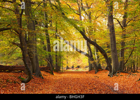 Herbstfarben im Ashridge Estate Stockfoto