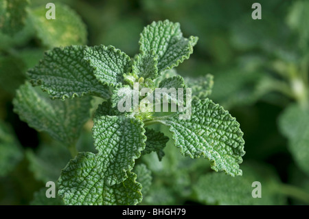 Weisser Andorn, gemeinsame Andorn (Marrubium Vulgare), junge Pflanze. Stockfoto