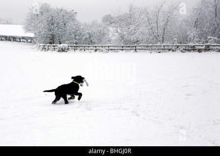 Schwarze Labradoodle Welpen spielt mit seinem Spielzeug mitten in einem schneebedeckten Feld Stockfoto