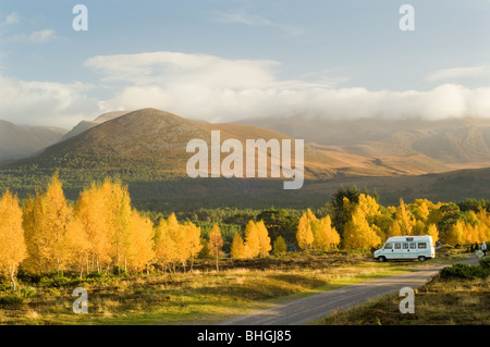 Silber Birken im Herbst im Rothiemurchus Forest in den Cairngorms, Schottland. Stockfoto