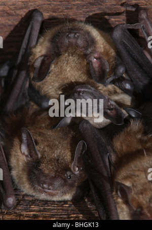 große braune Fledermaus Mutterschaft Kolonie Babys Scheune ohio Stockfoto