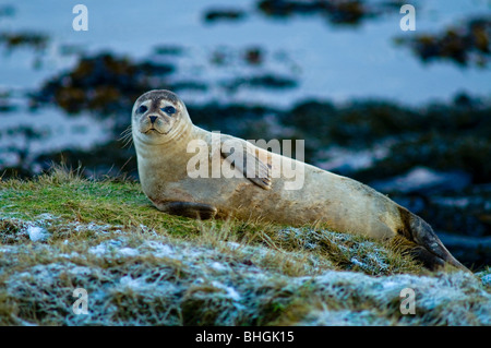 Young gemeinsame Seal Pup ruht in Sicherheit über die Flut Linie Festland Orkney Insel.  SCO 5885 Stockfoto