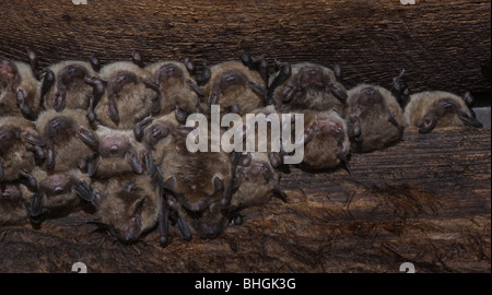 große braune Fledermaus Kolonie Scheune ohio Stockfoto