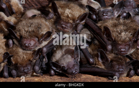 große braune Fledermaus Mutterschaft Kolonie Babys Scheune ohio Stockfoto