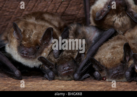 große braune Fledermaus Kolonie Dachboden Ohio jung Stockfoto