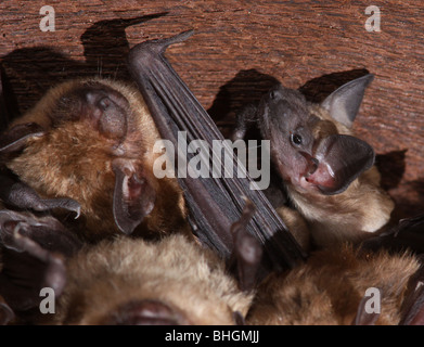 große braune Fledermaus Mutterschaft Kolonie Babys Scheune ohio Stockfoto
