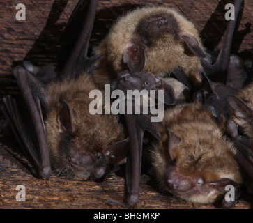 große braune Fledermaus Mutterschaft Kolonie Babys Dachboden Stockfoto