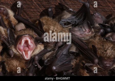 große braune Fledermaus Baby Babys im Stall Ohio Gähnen Stockfoto