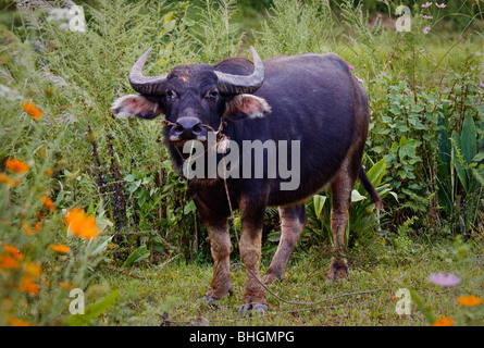 inländische asiatische Wasserbüffel (Bubalus Bubalison) Weiden auf einem Feld mit orangen Blüten in Myanmar, Burma Stockfoto