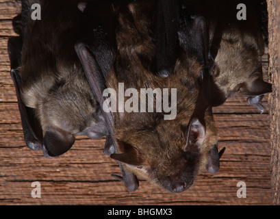 große braune Fledermaus Baby Pflege Kolonie Scheune ohio Stockfoto