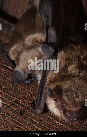 große braune Fledermaus Baby Pflege Kolonie Dachboden ohio Stockfoto