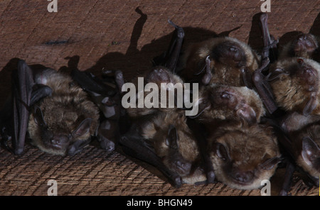 große braune Fledermaus Kolonie Dachboden ohio Stockfoto