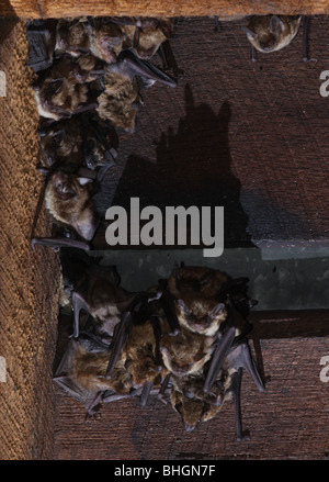 große braune Fledermaus Kolonie Scheune ohio Stockfoto