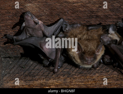 große braune Fledermaus Mutterschaft Kolonie Babys Scheune ohio Stockfoto