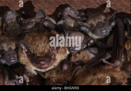 große braune Fledermaus Mutterschaft Kolonie Babys Scheune ohio Stockfoto