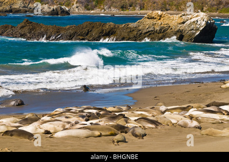 See-Elefanten (Mirounga Angustirostris), Monterey Bay National Marine Sanctuary, San Simeon, Kalifornien Stockfoto