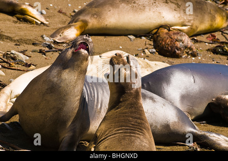 See-Elefanten (Mirounga Angustirostris), Monterey Bay National Marine Sanctuary, San Simeon, Kalifornien Stockfoto