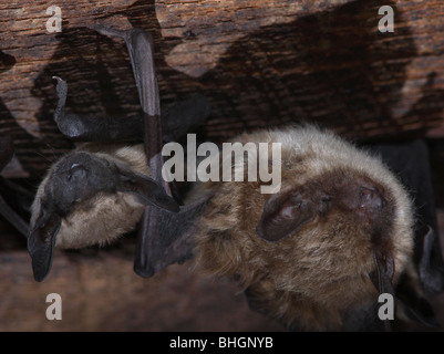 große braune Fledermaus Mutterschaft Kolonie Babys Scheune ohio Stockfoto