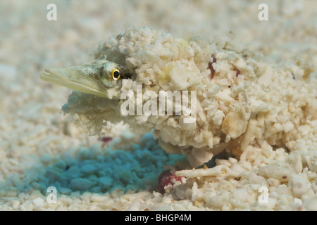 Bluethroat Pikeblenny (Chaenopsis Ocellata) ist in der Regel auf Sandböden in verlassenen Wirbellosen Röhren gefunden. Cozumel, Mexiko. Stockfoto