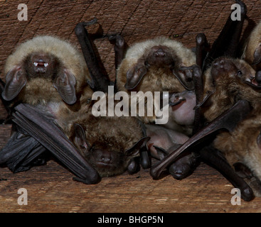 große braune Fledermaus Mutterschaft Kolonie Babys Scheune ohio Stockfoto