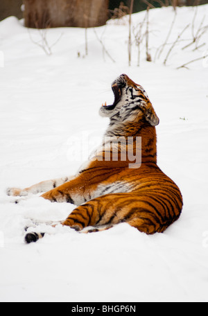 Sibirischer Tiger brüllen Stockfoto