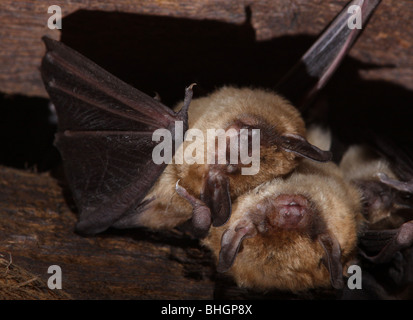 große braune Fledermaus Kolonie Dachboden ohio Stockfoto