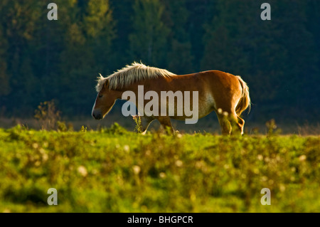 Pferde auf der Weide, Massey, Ontario, Kanada Stockfoto