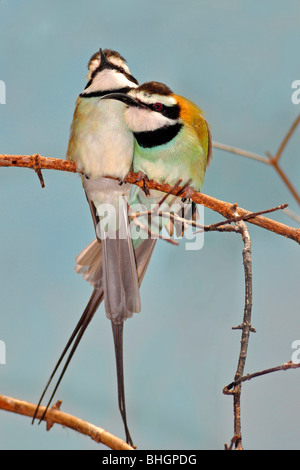 Weiße-throated Bienenfresser (Merops Albicollis). Diese wandernden Vögel ernähren sich von Bienen, Wespen, Hornissen und andere Insekten. Stockfoto