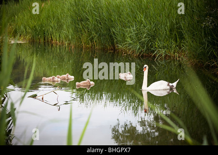 Höckerschwan und vier Cygnets in einer Gruppe Stockfoto