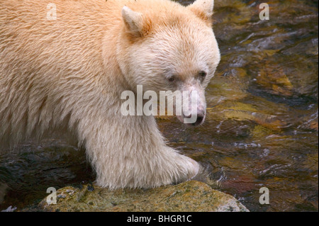 Kermode Bär oder Geist Bär (Ursus Americanus Kermodei) auf einem abgelegenen Strom im Norden von British Columbia, Kanada, in der Nähe von Prinzessin Stockfoto