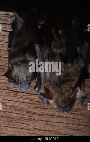 große braune Fledermaus Mutterschaft Kolonie Babys Dachboden ohio Stockfoto