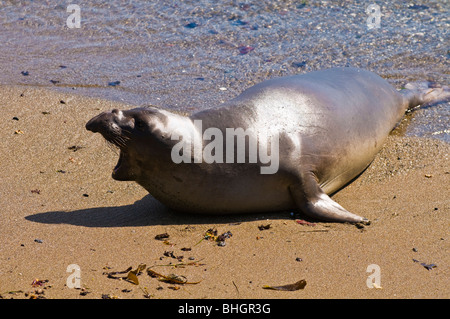 See-Elefant (Mirounga Angustirostris), Monterey Bay National Marine Sanctuary, San Simeon, Kalifornien Stockfoto