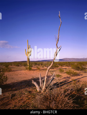 ARIZONA - Saguaro-Kaktus in Cabeza Prieta Spiel Bereich. Stockfoto