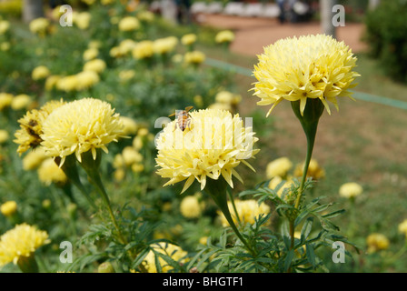 Honey Bee in gelbe Chrysanthemeblumen im Garten Napier Museums in Trivandrum Kerala, Indien Stockfoto