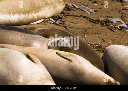 See-Elefanten (Mirounga Angustirostris), Monterey Bay National Marine Sanctuary, San Simeon, Kalifornien Stockfoto