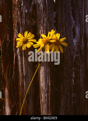 ARIZONA - Brittlebush Blumen und Saguaro Holz im Saquaro National Park. Stockfoto