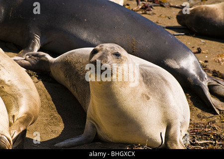 See-Elefanten (Mirounga Angustirostris), Monterey Bay National Marine Sanctuary, San Simeon, Kalifornien Stockfoto