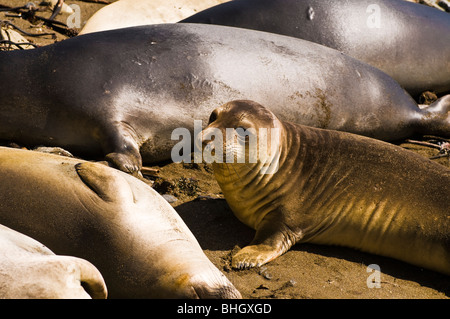 See-Elefanten (Mirounga Angustirostris), Monterey Bay National Marine Sanctuary, San Simeon, Kalifornien Stockfoto