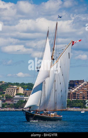 Der Schoner Bluenose II beteiligt sich an der Parade der Segelschiffe während der Tall Ships Festival 2009 in Halifax, Nova Scotia. Stockfoto